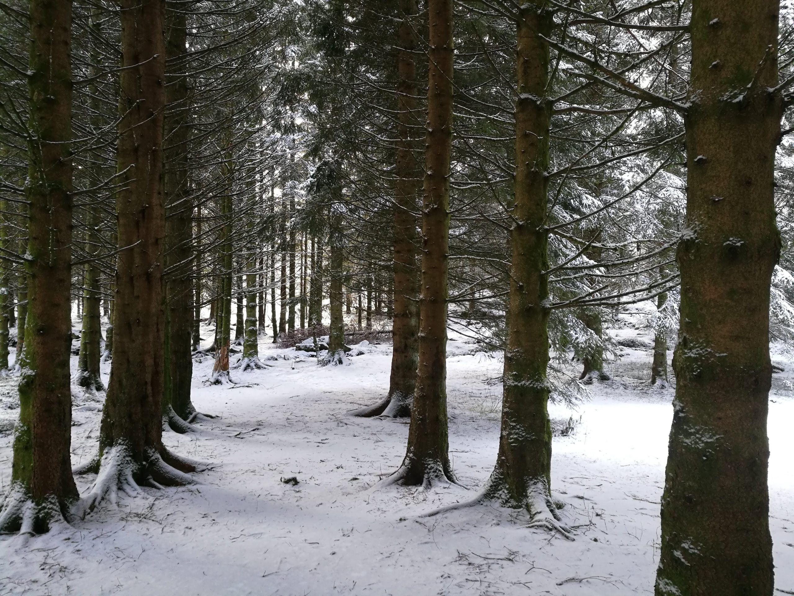 Snowy woods